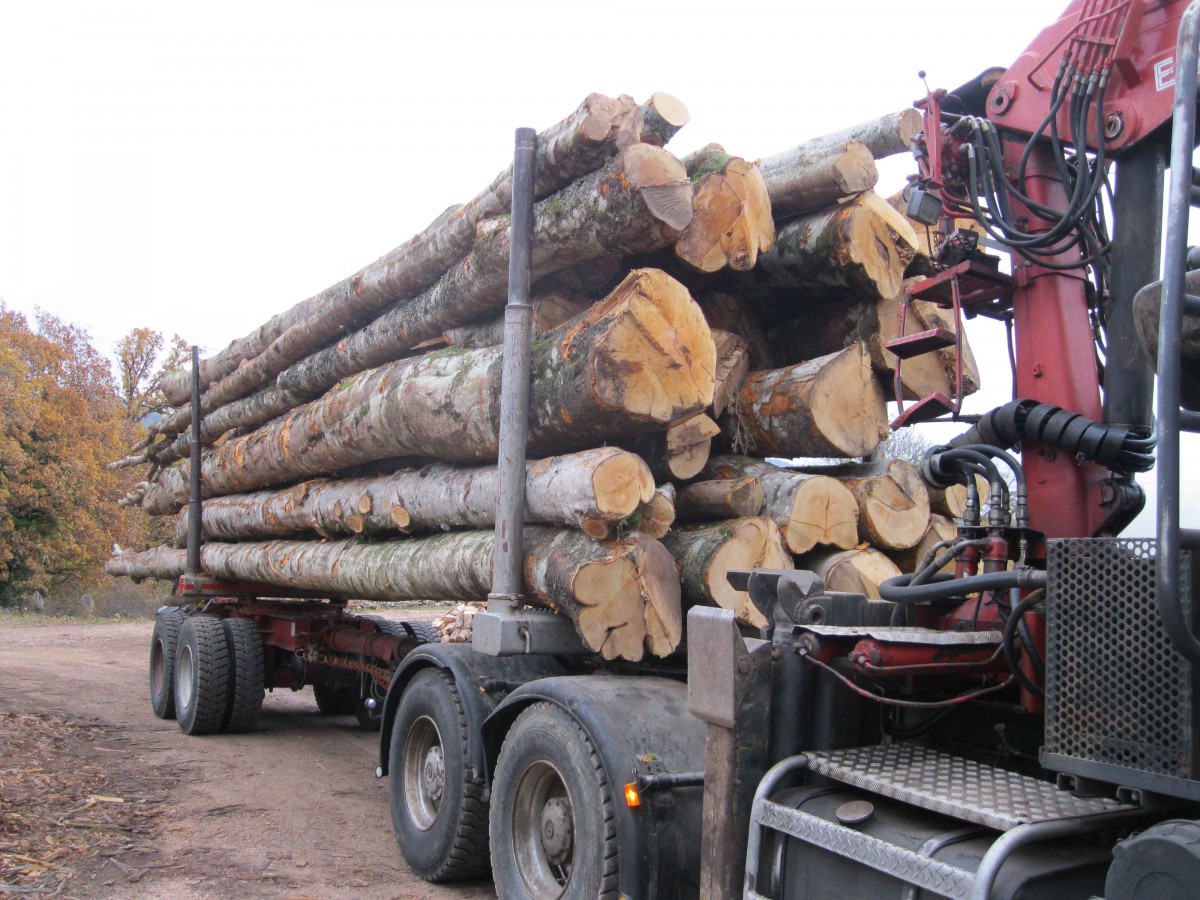 VIALA BOIS Bois de chauffage Hêtre en grume, Camion de 50 stères