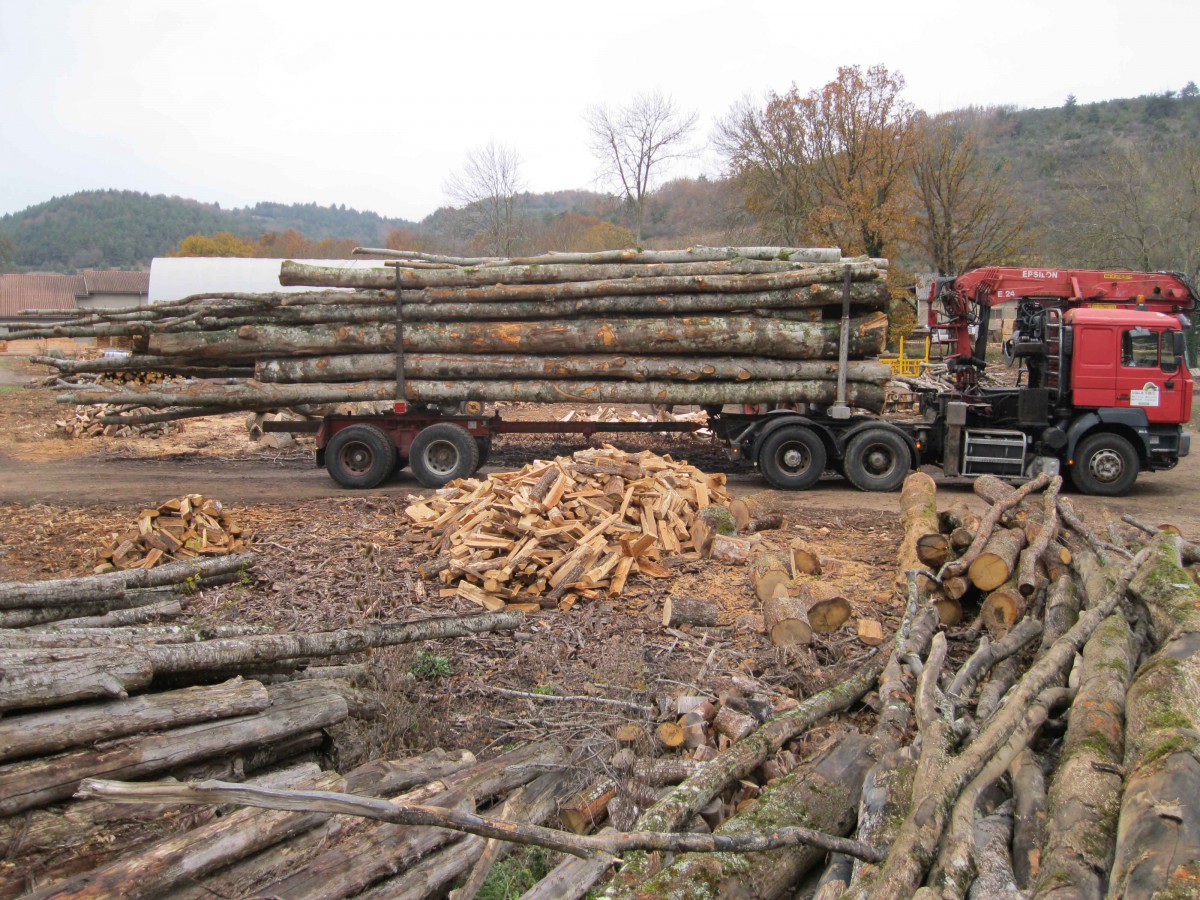 VIALA BOIS Bois de chauffage Hêtre en grume, Camion de 50 stères